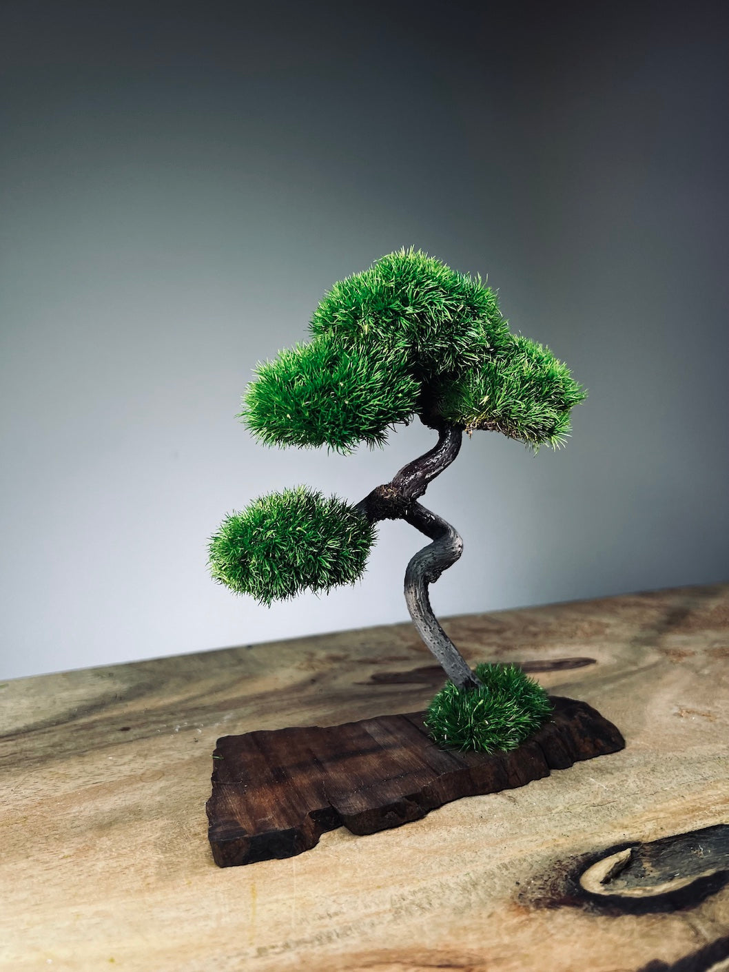 A Small Tree in the East - Classic - Rosewood edition (Preserved Plants)