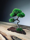 A Small Tree in the East - Classic - Rosewood edition (Preserved Plants)