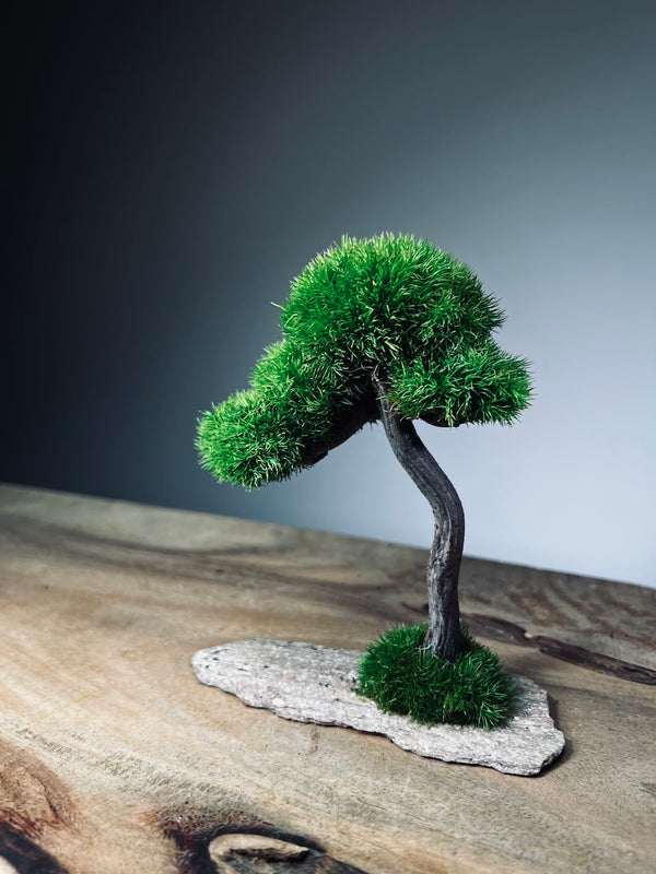 A Small Tree in the East - Classic - Rosewood edition (Preserved Plants)