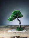 A Small Tree in the East - Classic - Rosewood edition (Preserved Plants)