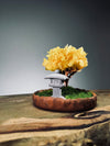 A Small Tree in the East - Sakura - Fairy Autumn - Lantern (Preserved Plants)