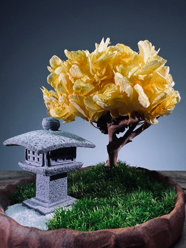 A Small Tree in the East - Sakura - Fairy Autumn - Lantern (Preserved Plants)