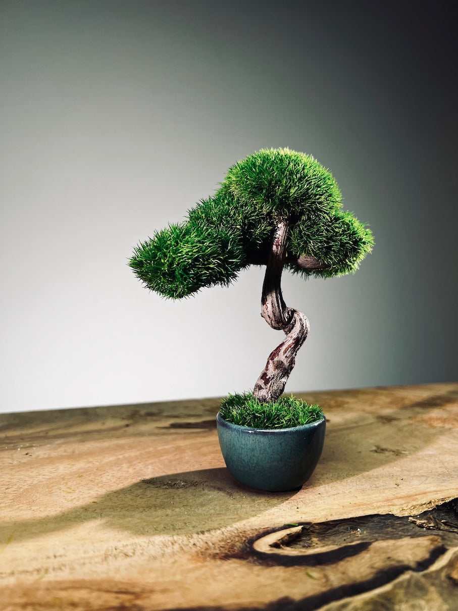 A Small Tree in the East - Classic - Rosewood edition (Preserved Plants)