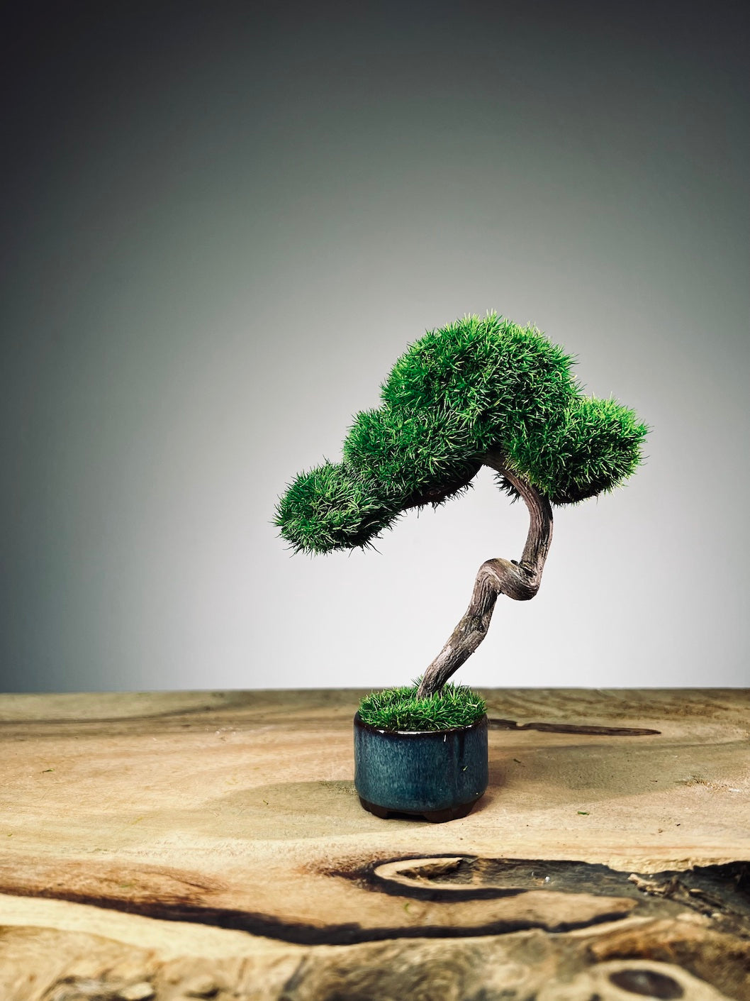 A Small Tree in the East - Classic - Rosewood edition (Preserved Plants)