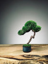 A Small Tree in the East - Classic - Rosewood edition (Preserved Plants)