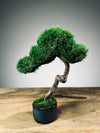 A Small Tree in the East - Classic - Rosewood edition (Preserved Plants)