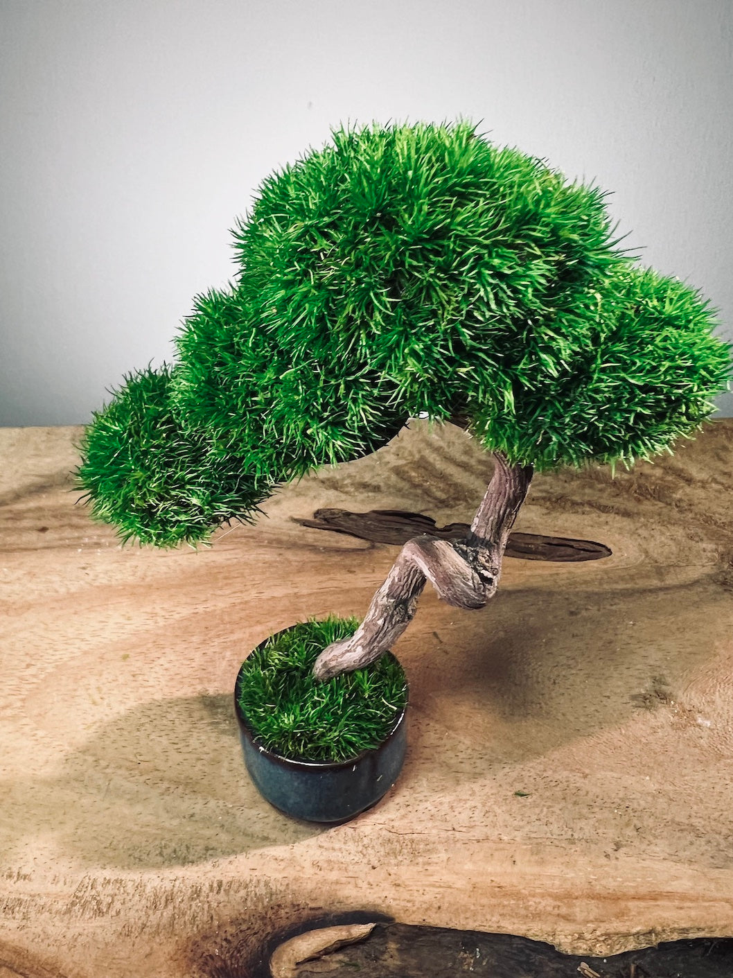 A Small Tree in the East - Classic - Rosewood edition (Preserved Plants)