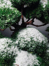 Greenwood - Snow Fall (Preserved Plants)