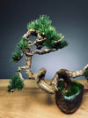 Juniper by the Winding Path (Preserved Plants)