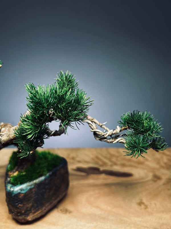 Juniper by the Winding Path (Preserved Plants)