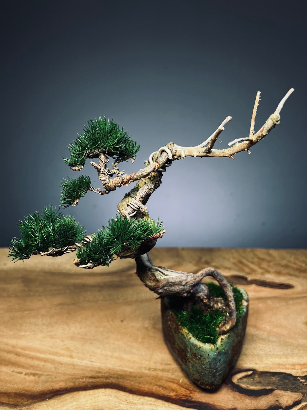 Juniper by the Winding Path - Wings (Preserved Plants)