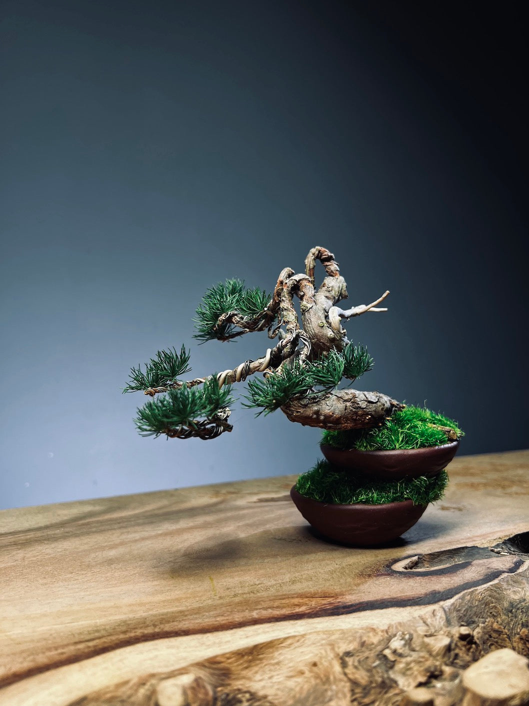 Juniper by the Winding Path - Old King (Preserved Plants)