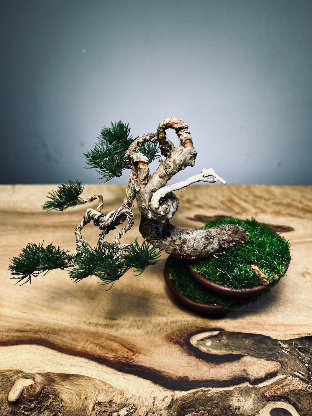 Juniper by the Winding Path - Old King (Preserved Plants)