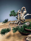 Juniper by the Winding Path - Old King (Preserved Plants)