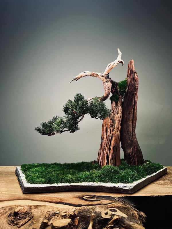 Juniper by the Winding Path - Cliffwood edition (Preserved Plants)