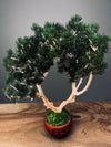 Jade - Pine Needle edition (Preserved Plants)