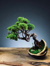 Juniper by the Winding Path - Half Moon (Preserved Plants)