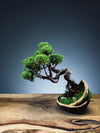 Juniper by the Winding Path - Half Moon (Preserved Plants)