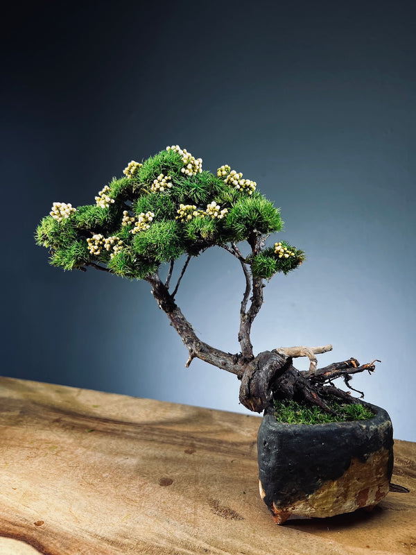 Juniper by the Winding Path - West Wind Moves (Preserved Plants)