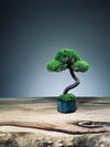 A Small Tree in the East - Classic - Rosewood edition (Preserved Plants)