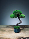 A Small Tree in the East - Classic - Rosewood edition (Preserved Plants)