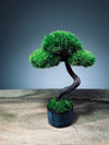 A Small Tree in the East - Classic - Rosewood edition (Preserved Plants)