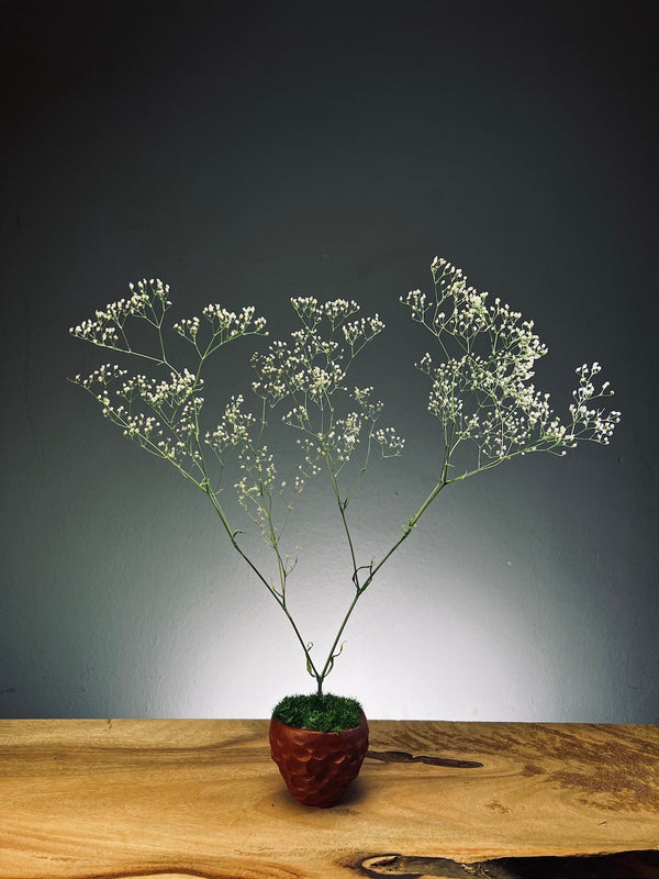 Kindling - Baby's Breath (Preserved Plants)