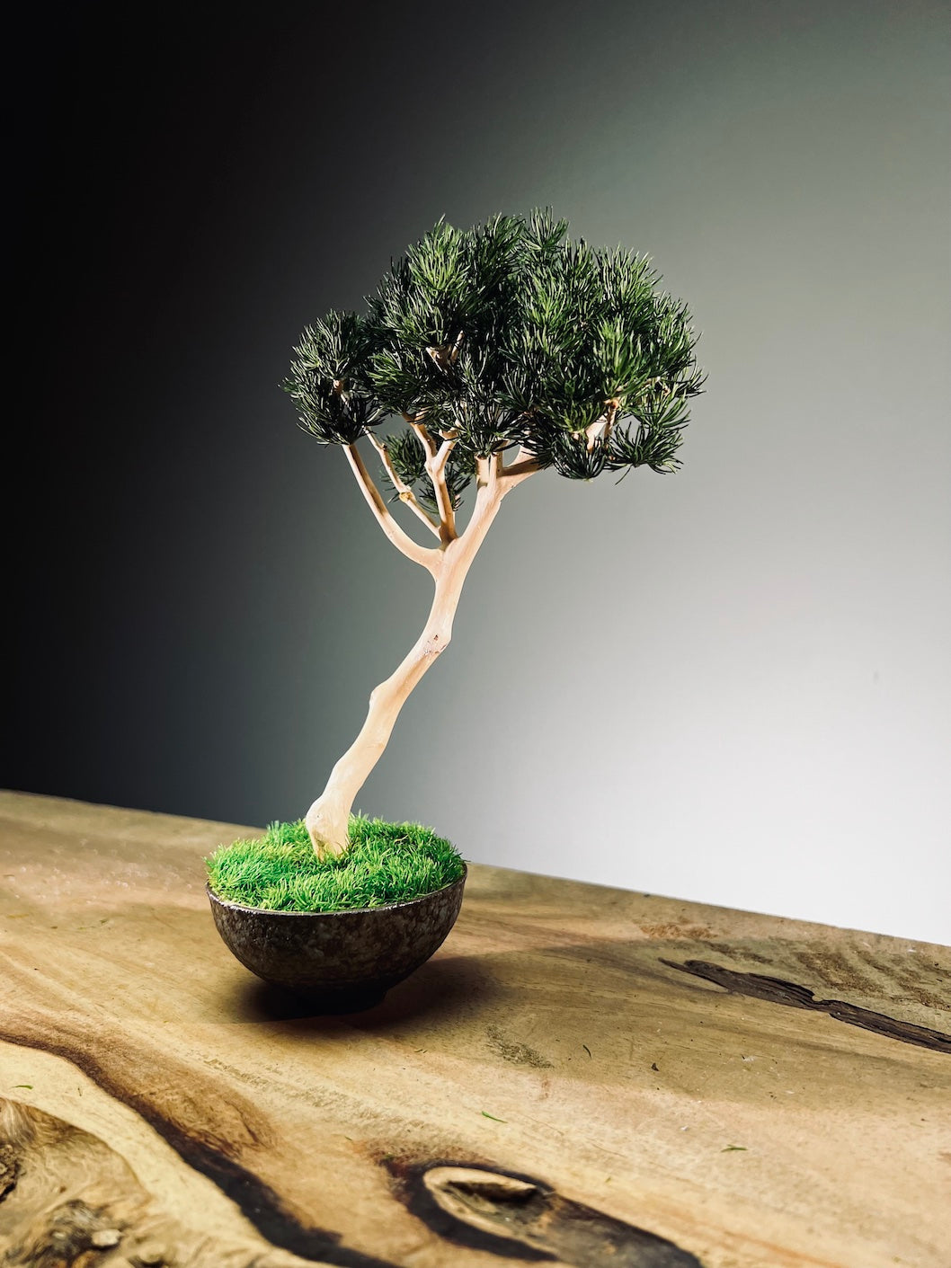 A Small Tree in the East - Pine (Preserved Plants)