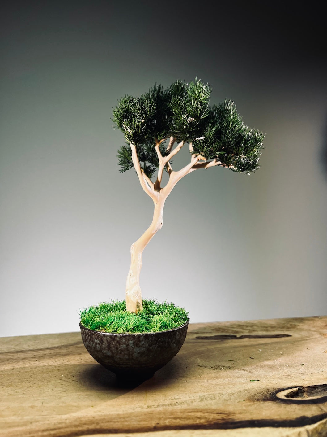 A Small Tree in the East - Pine (Preserved Plants)