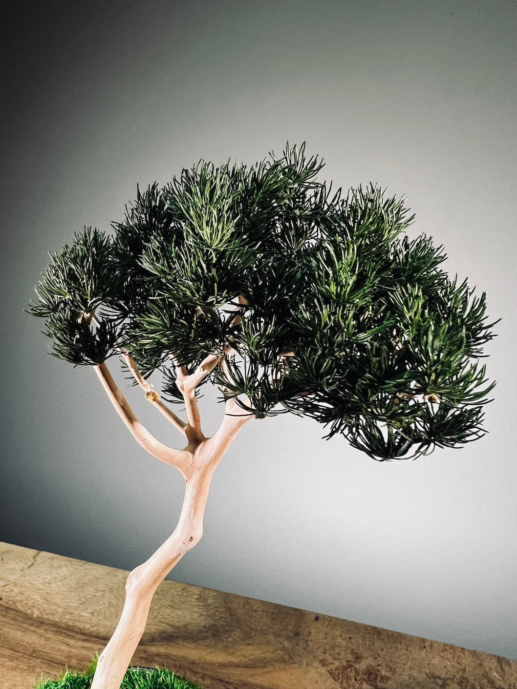 A Small Tree in the East - Pine (Preserved Plants)