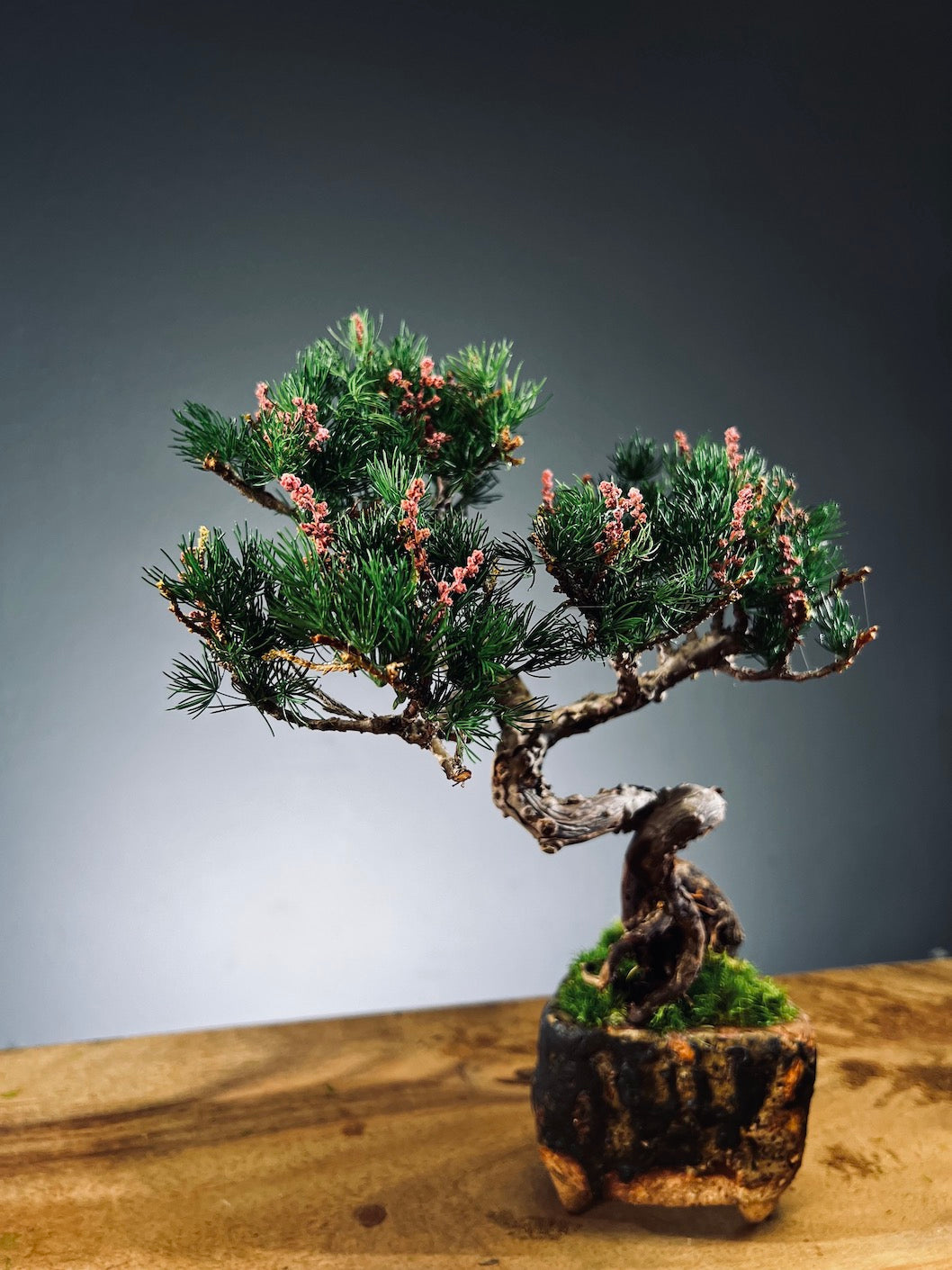 Juniper by the Winding Path - Tender (Preserved Plants)