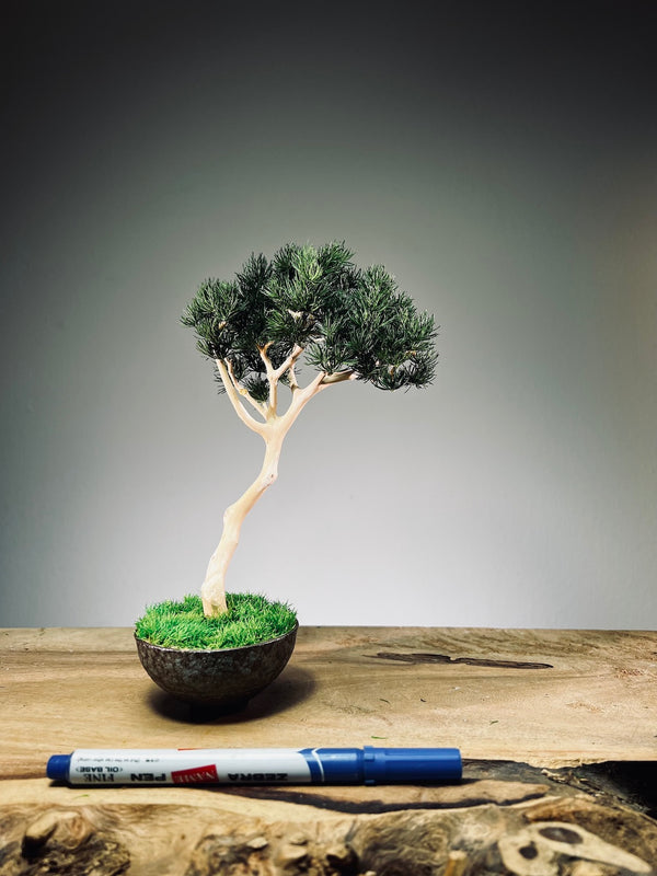 A Small Tree in the East - Pine (Preserved Plants)