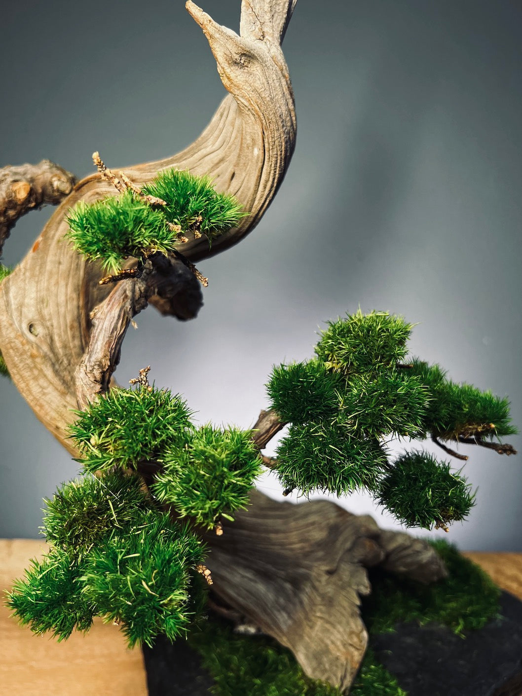 Lone Pine - Northern White Cedar (Preserved Plants)