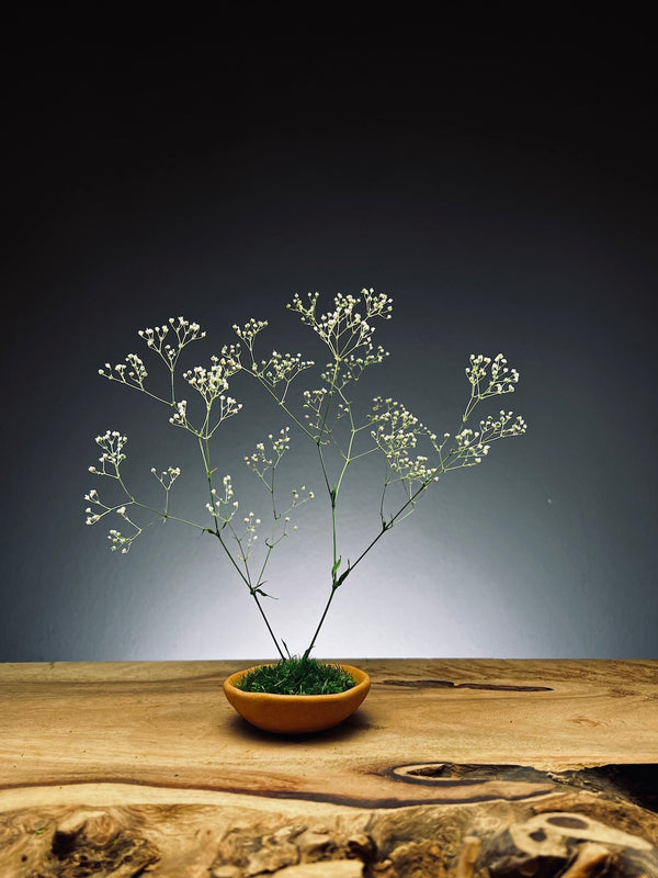 Kindling - Baby's Breath (Preserved Plants)