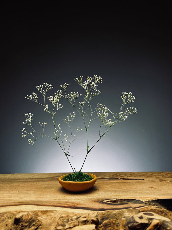 Kindling - Baby's Breath (Preserved Plants)