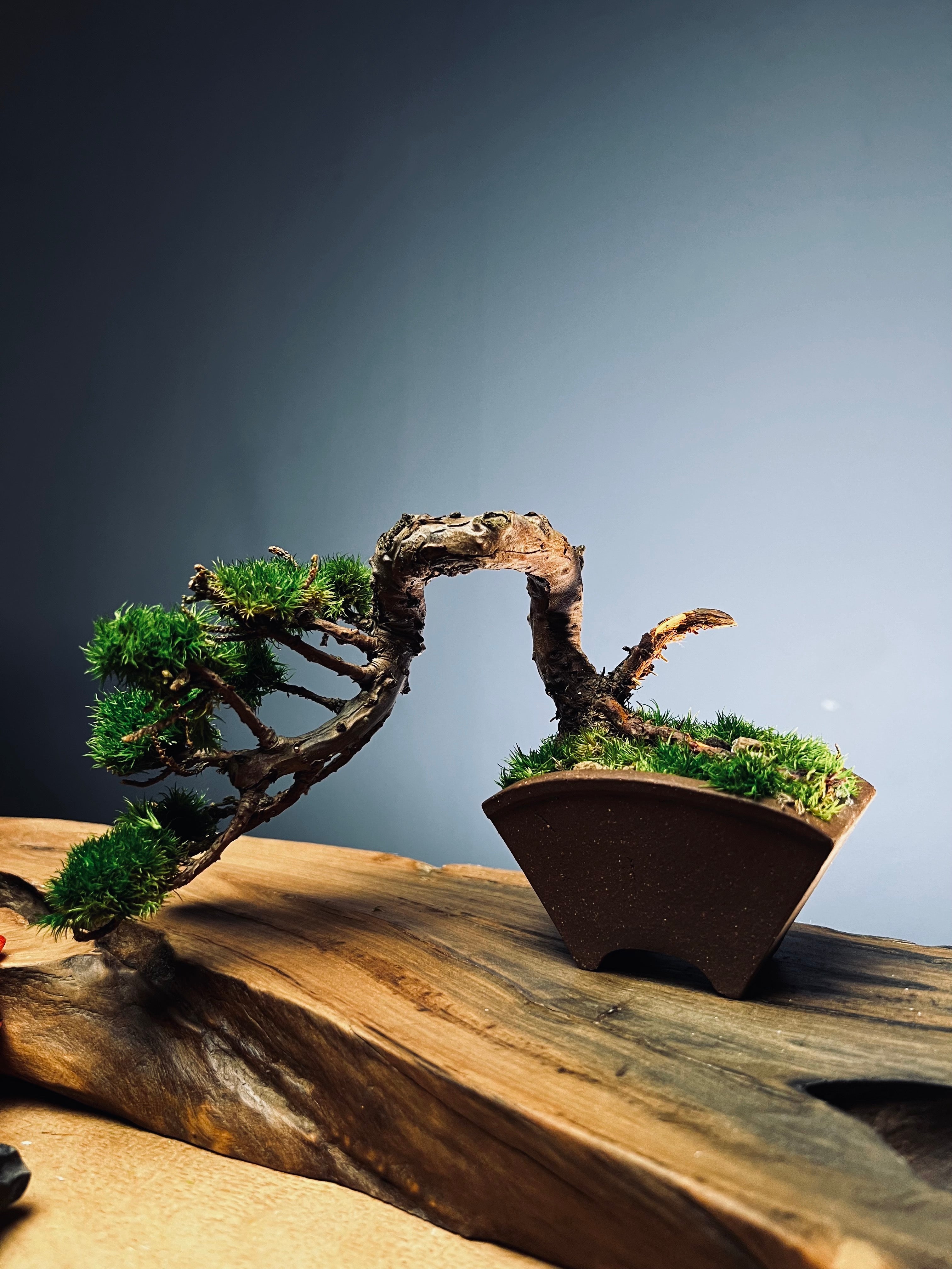 Juniper by the Winding Path - Smaller version (Preserved Plants)