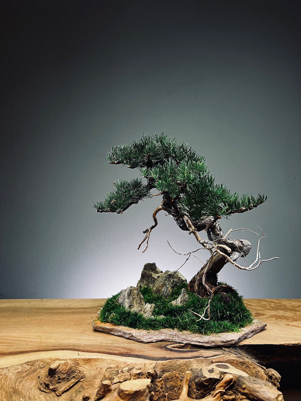 Teaman Hill - Juniper (Preserved Plants)