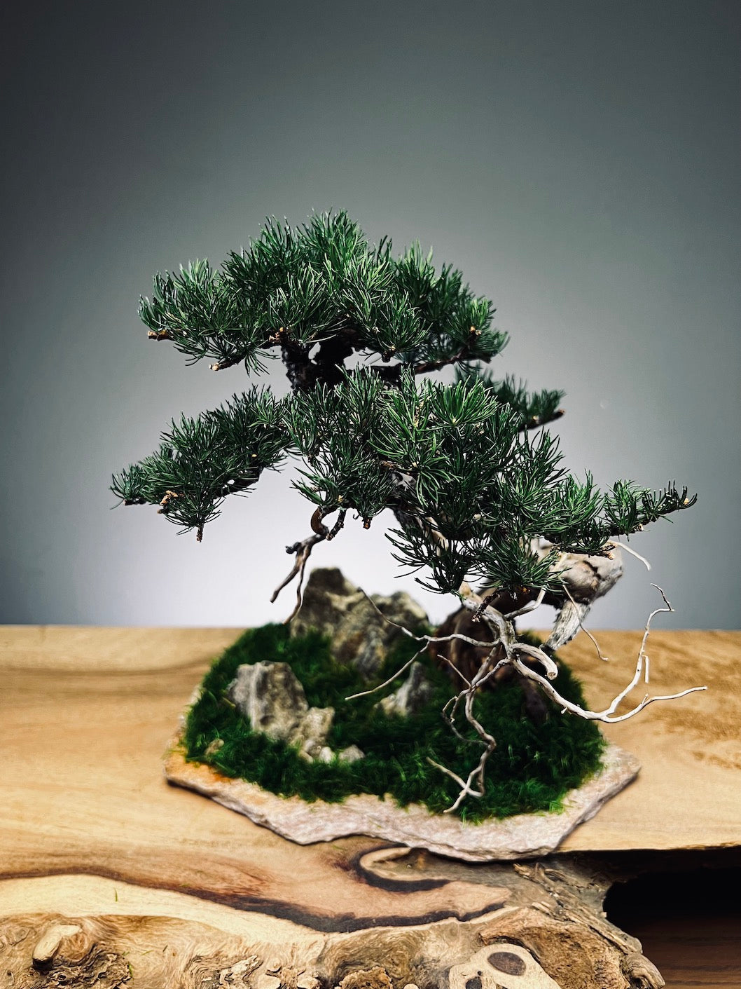 Teaman Hill - Juniper (Preserved Plants)