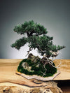 Teaman Hill - Juniper (Preserved Plants)