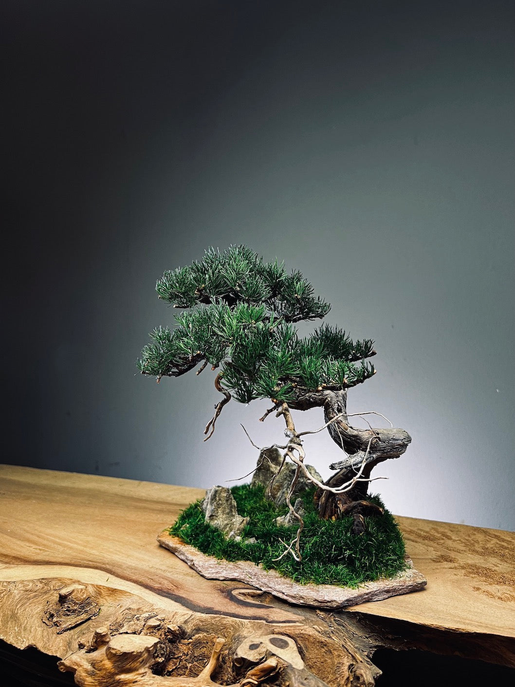 Teaman Hill - Juniper (Preserved Plants)