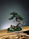 Teaman Hill - Juniper (Preserved Plants)