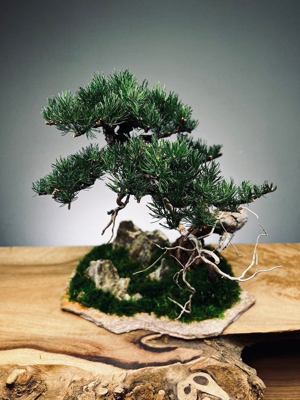 Teaman Hill - Juniper (Preserved Plants)