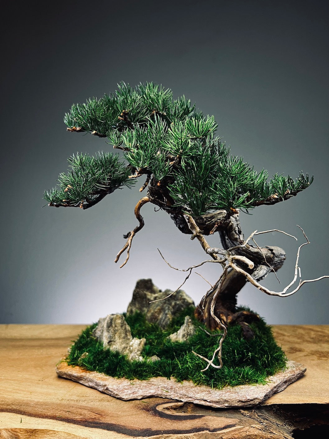 Teaman Hill - Juniper (Preserved Plants)