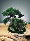 Teaman Hill - Juniper (Preserved Plants)