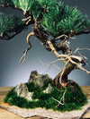 Teaman Hill - Juniper (Preserved Plants)