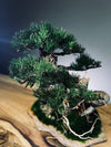 Teaman Hill - Juniper (Preserved Plants)