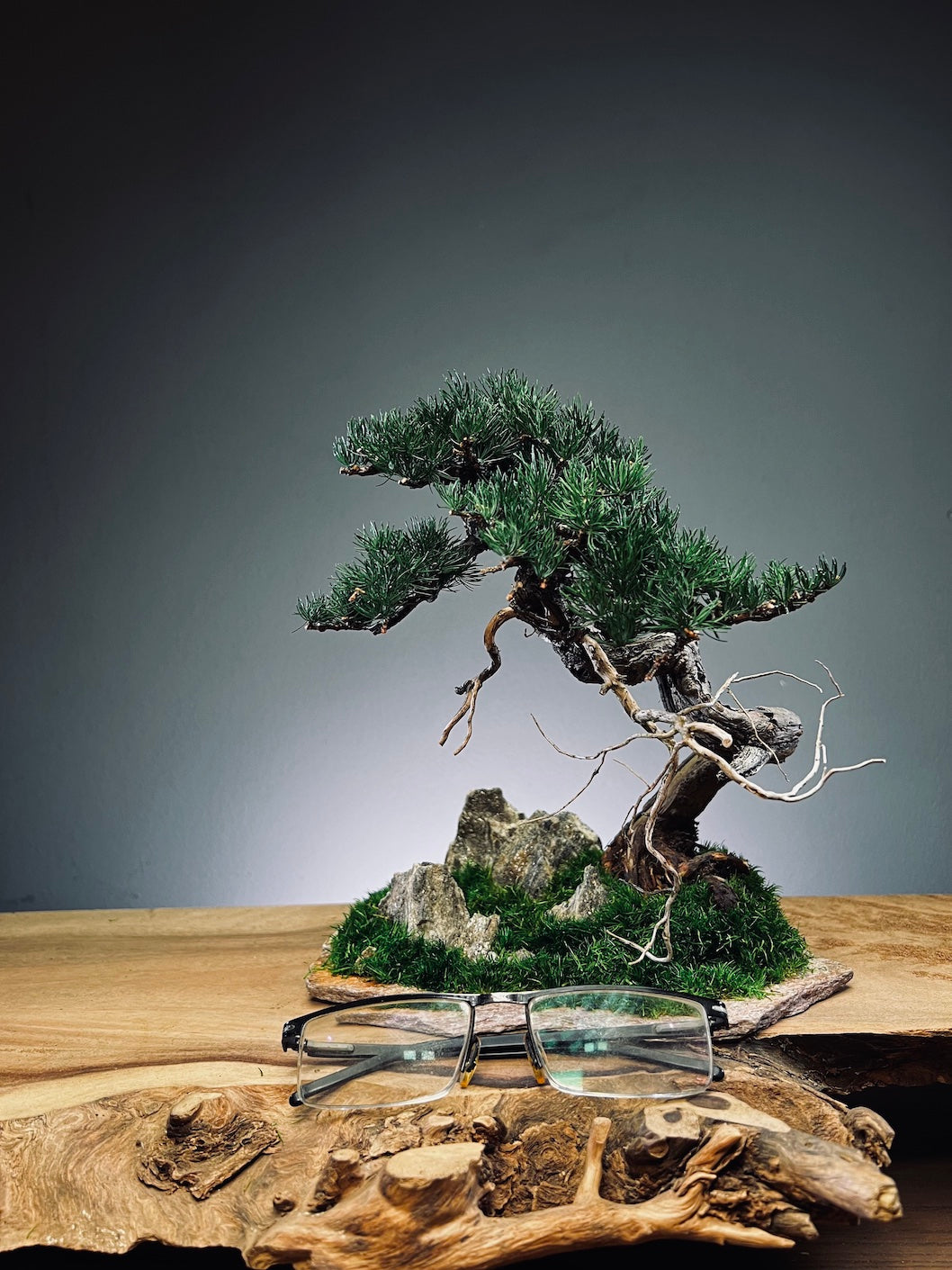 Teaman Hill - Juniper (Preserved Plants)