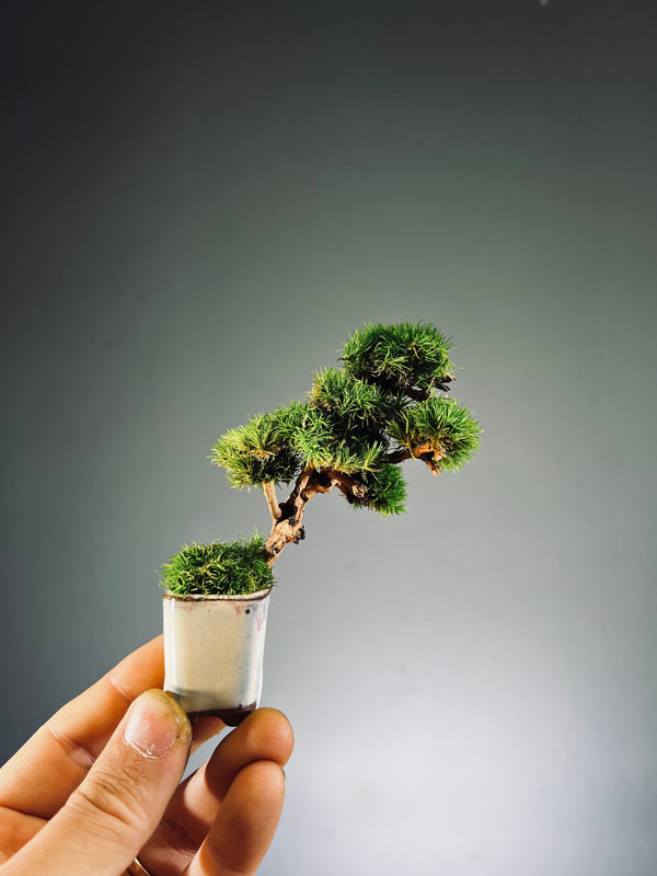 A Small Tree in the East - Classic edition (Preserved Plants)