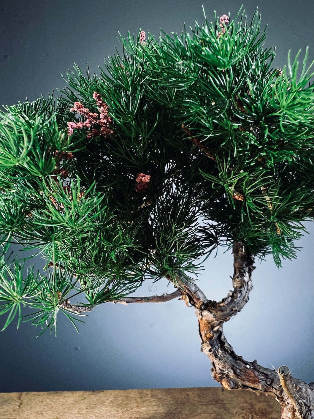 Juniper by the Winding Path - Tender (Preserved Plants)