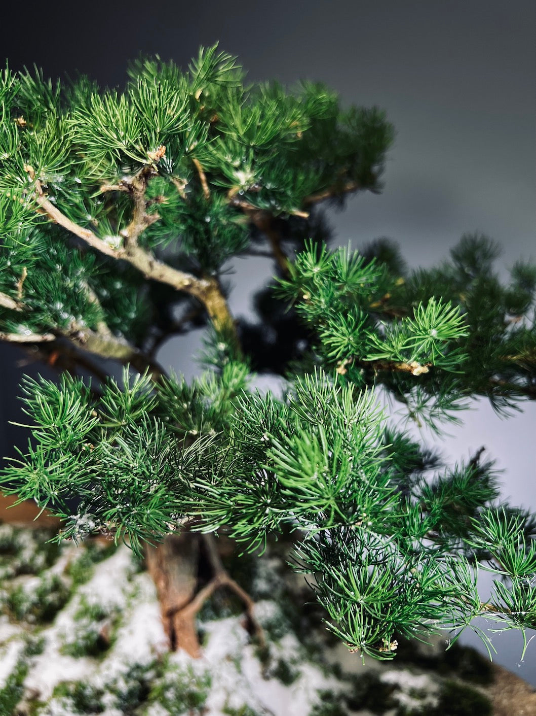 Snow Pine - Wonder (Preserved Plants)